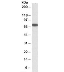 Western blot testing of A431 lysate with ERO1L antibody at 0.3ug/ml. Predicted molecular weight: ~54