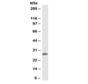Western blot testing of mouse skin lysate with biotinylated 14-3-3 sigma antibody at 0.1ug/ml. Predi