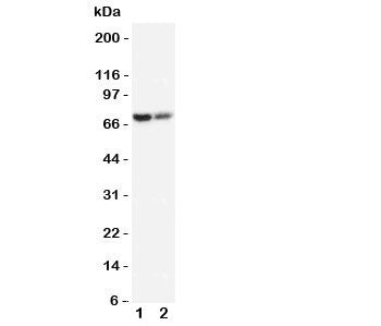 PMP70 Antibody