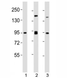 SUZ12 Antibody