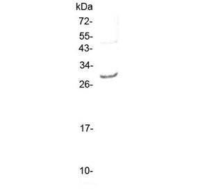 Western blot testing of rat NRK cell lysate with Il-27 antibody at 0.5ug/ml. Predicted molecular wei