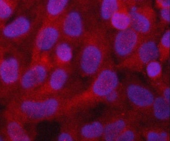 Immunofluorescent staining of FFPE human HeLa cells with PGAM1 antibody (red) and DAPI nuclear stain