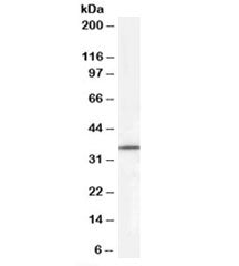 Western blot testing of HEPG2 cell lysate with RNF115 antibody at 0.3ug/ml. Predicted molecular weig