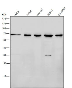 All lanes use the antibody at 1:3K dilution for 1 hour at room temperature. Predicted molecular weig