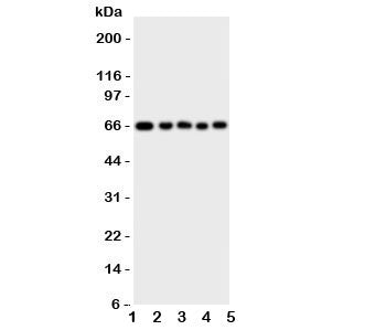 MBD4 Antibody