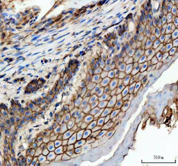 IHC staining of FFPE zebrafish esophageal epithelium tissue with Zebrafish E-cadherin antibody, HRP-