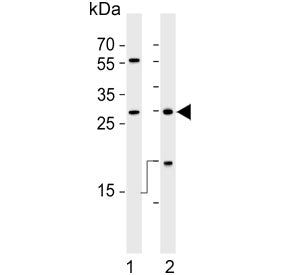 HLA-DRB1 Antibody