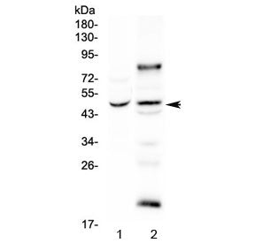 SKP2 Antibody