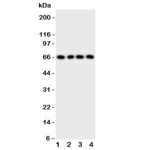 PTH1R Antibody