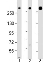 IGF2R Antibody / M6PR