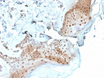 OGG1 Antibody