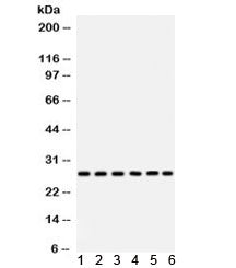 CIB1 Antibody