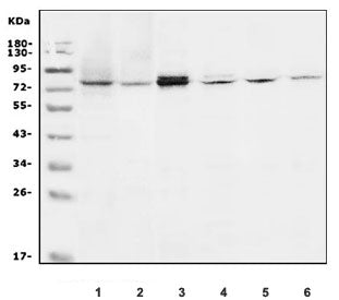 SCEL Antibody / Sciellin