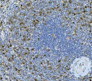IHC staining of FFPE human spleen tissue with Interleukin 17A antibody. HIER: boil tissue sections i