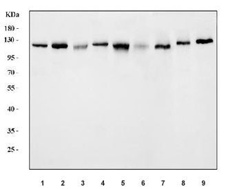 USP10 Antibody / Ubiquitin carboxyl-terminal hydrolase 10
