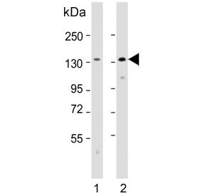 R-Cadherin Antibody / CDH4