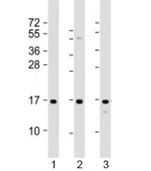 Western blot testing of human 1) A431, 2) HeLa and 3) U-2OS cell lysate with RPLP1 antibody at 1:200