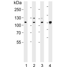Exportin 2 antibody / CSE1L