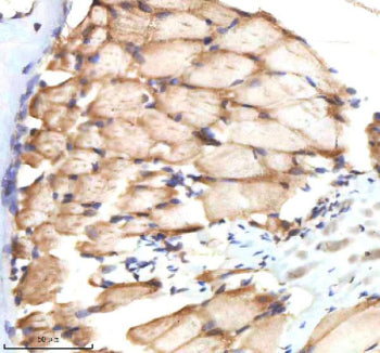 IHC staining of FFPE zebrafish muscle tissue with Zebrafish Bmp2b antibody, HRP-labeled secondary an
