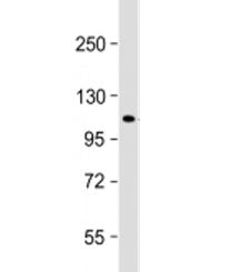 ECT2 Antibody