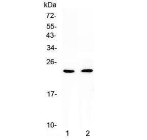 FNDC5 Antibody