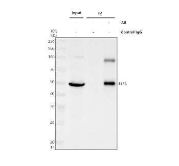 Immunoprecipitation of ELF3 in whole cell lysate. Western blot analysis of ELF3 using anti-ELF3 anti