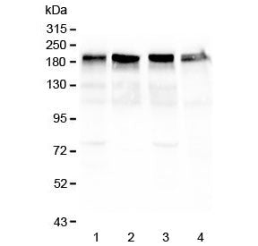 Laminin Antibody (Gamma 1-3)