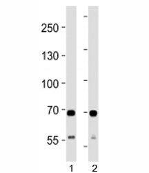 SDHA antibody western blot analysis in 1) human HeLa and 2) mouse C2C12 lysate. Predicted molecular