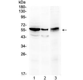 ALDH1A3 Antibody