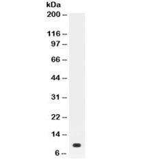 Prolactin Antibody