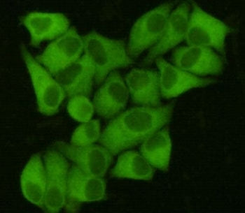 FASN Antibody / Fatty acid synthase