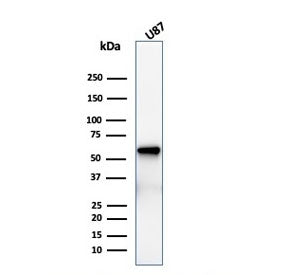 Western blot testing of human U-87 cell lysate with recombinant NGF Receptor antibody (clone rNGFR/1
