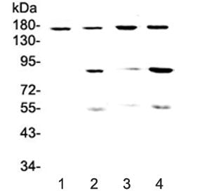 CD11b Antibody / MAC-1 / ITGAM