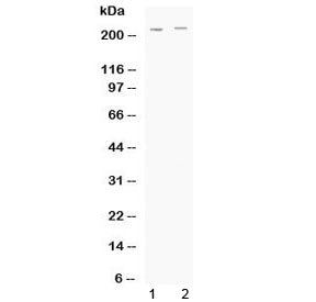 MRP1 Antibody / ABCC1