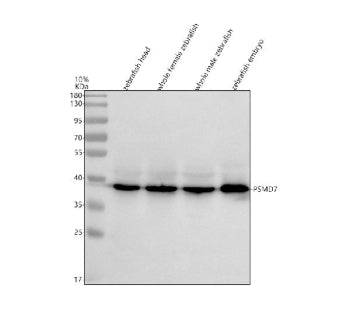 Western blot analysis of Psmd7 protein using Zebrafish Psmd7 antibody and 1) zebrafish head, 2) whol