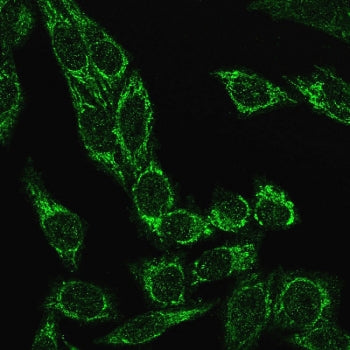 Immunofluorescent staining of PFA-fixed human HeLa cells with recombinant Cytochrome C antibody (clo