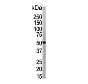 ATG4B Antibody