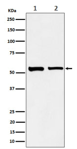 Western blot analysis of SNX4 expression in (1) human A431 cell lysate; (2) mouse RAW264.7 cell lysa
