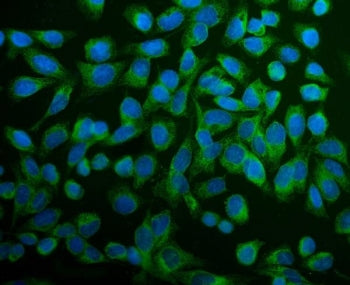 Immunofluorescent staining of FFPE human U-2 OS cells with ERp5 antibody (green) and DAPI nuclear st