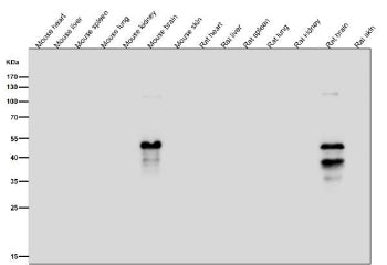 All lanes use the Phospho-MAP2 (Ser136) antibody at 1:1K dilution for 1 hour at room temperature. Ph