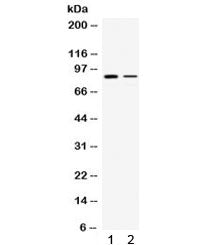 SMURF1 Antibody