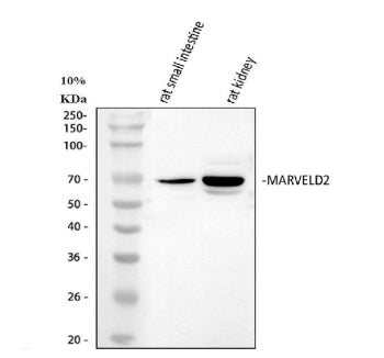 Western blot analysis of MARVELD2 using anti-MARVELD2 antibody. Lane 1: rat small intestine tissue l