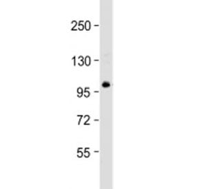 Western blot testing of Jurkat cell lysate with TSC22D1 antibody at 1:2000. Predicted molecular weig