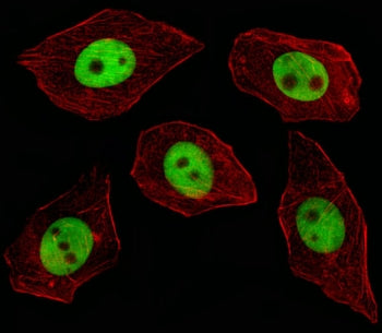 Immunofluorescent staining of fixed and permeabilized human A549 cells with GTF2I antibody (green) a