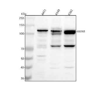 Western blot analysis of AXIN1 using anti-AXIN1 antibody. Lane 1: human whole cell lysates, Lane 2:
