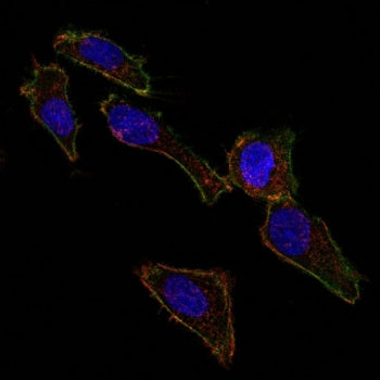 EpCAM Antibody