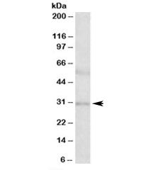 Western blot testing of human placenta lysate with IGFBP1 antibody at 2ug/ml. Expected molecular wei