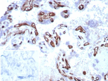 IHC staining of FFPE human placental tissue with Fatty Acid Binding Protein 4 antibody (clone FABP4/