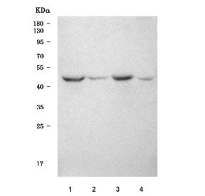 Western blot testing of 1) rat brain 2) rat testis, 3) mouse brain and 4) mouse testis tissue lysate