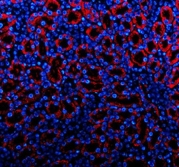 PDGFD Antibody / Platelet-derived growth factor D, 100ug